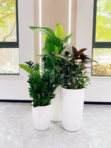 宁波余姚绿化修剪设计，让城市焕发出迷人的绿意